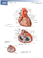 Sobotta  Atlas of Human Anatomy  Trunk, Viscera,Lower Limb Volume2 2006, page 91
